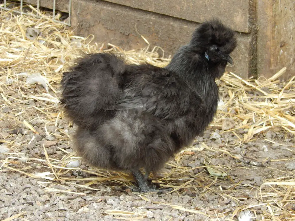 A Black Silkie hen