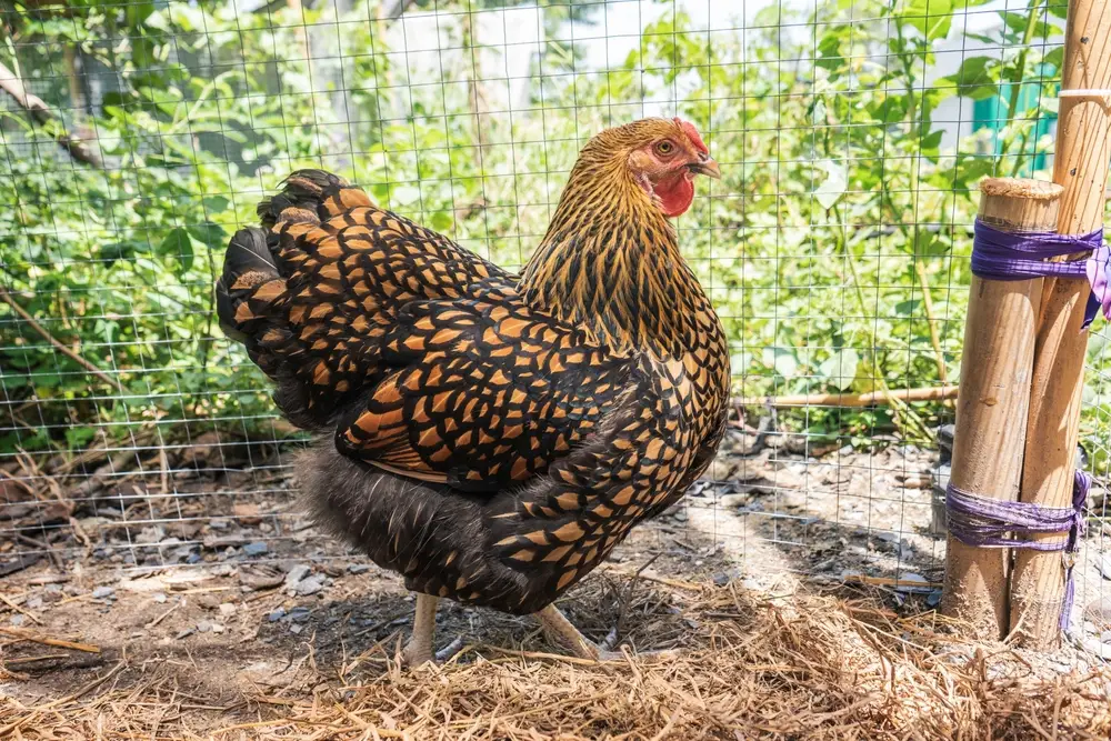 A Wyandotte hen