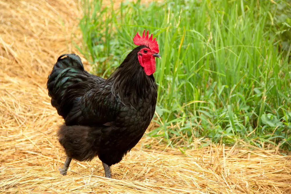 An Australorp hen