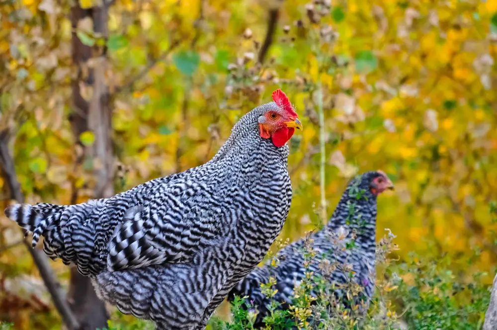 Two Plymouth Rock hens