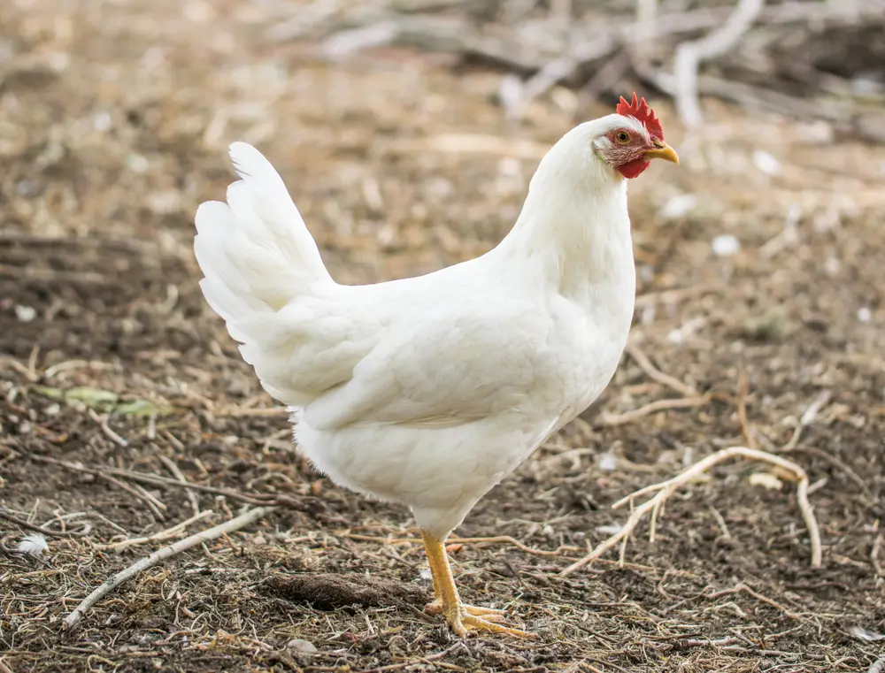 A Leghorn hen