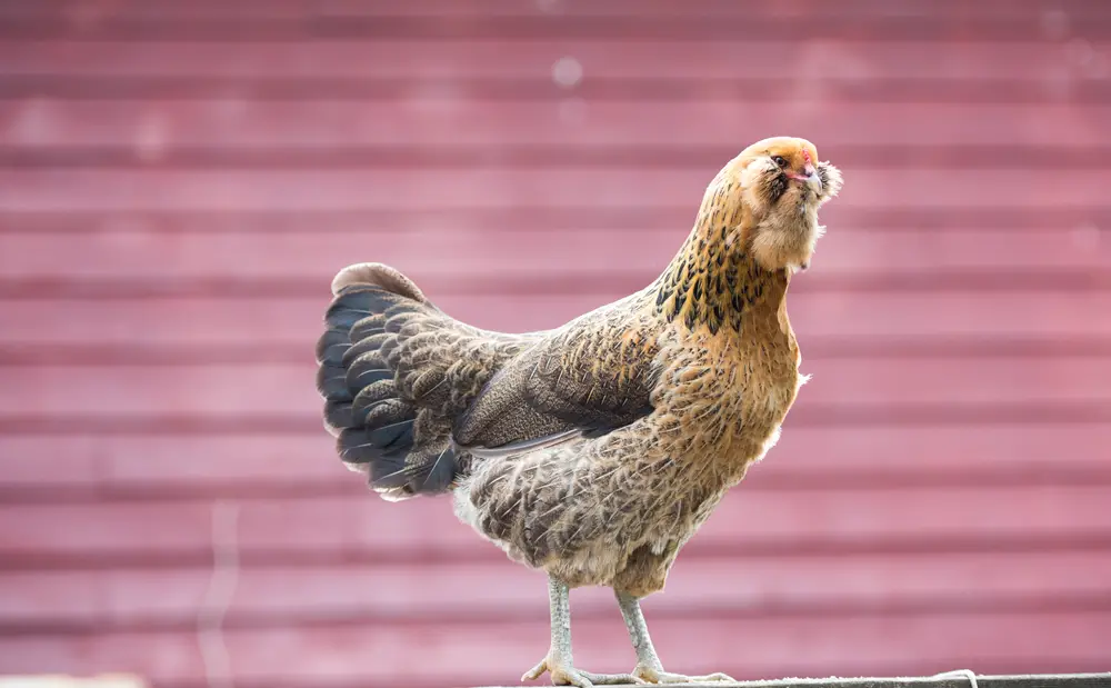 An Ameraucana hen