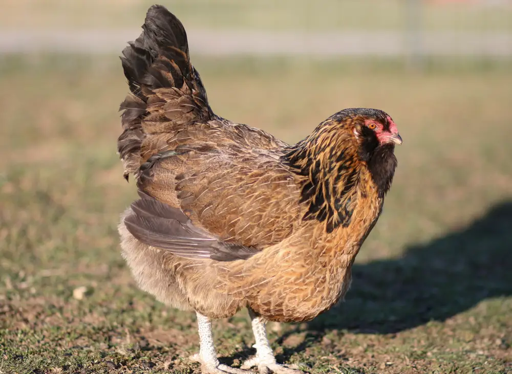 An Easter Egger hen