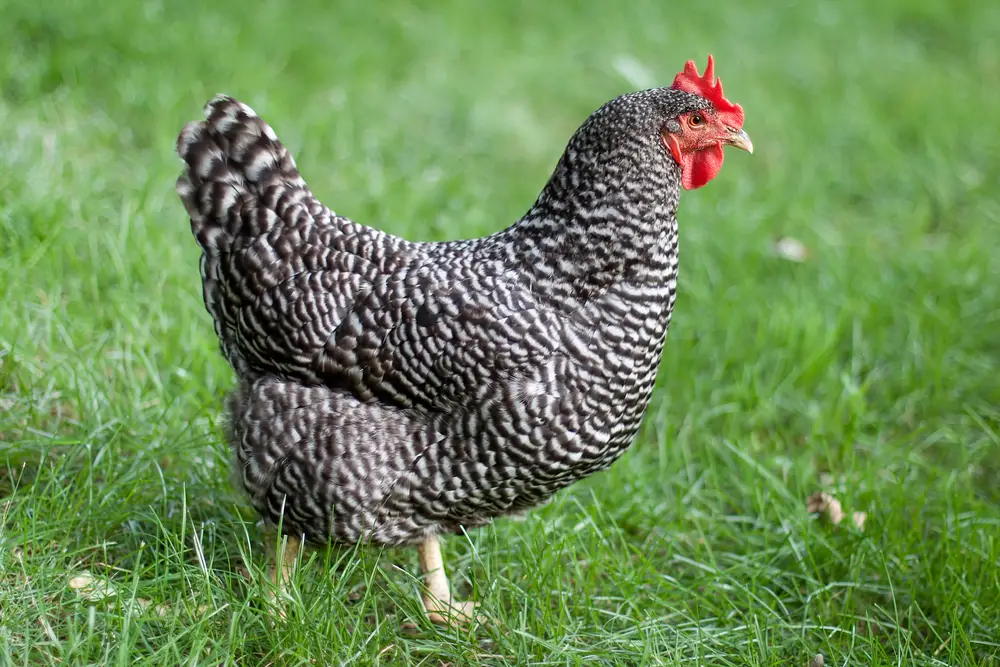 A Barred Rock hen