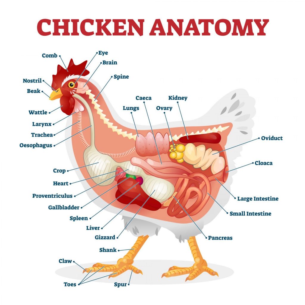 chicken anatomy image 1