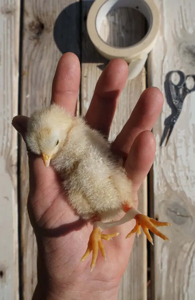 a baby chick cracled in hand with tape