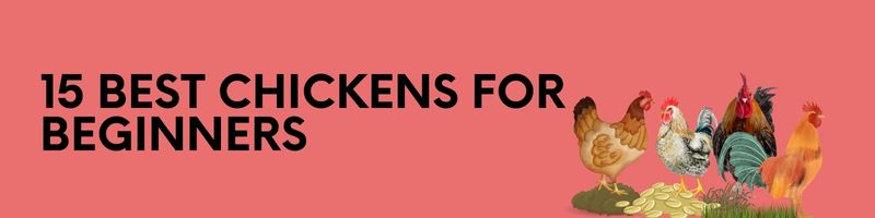 Chicken Breeds