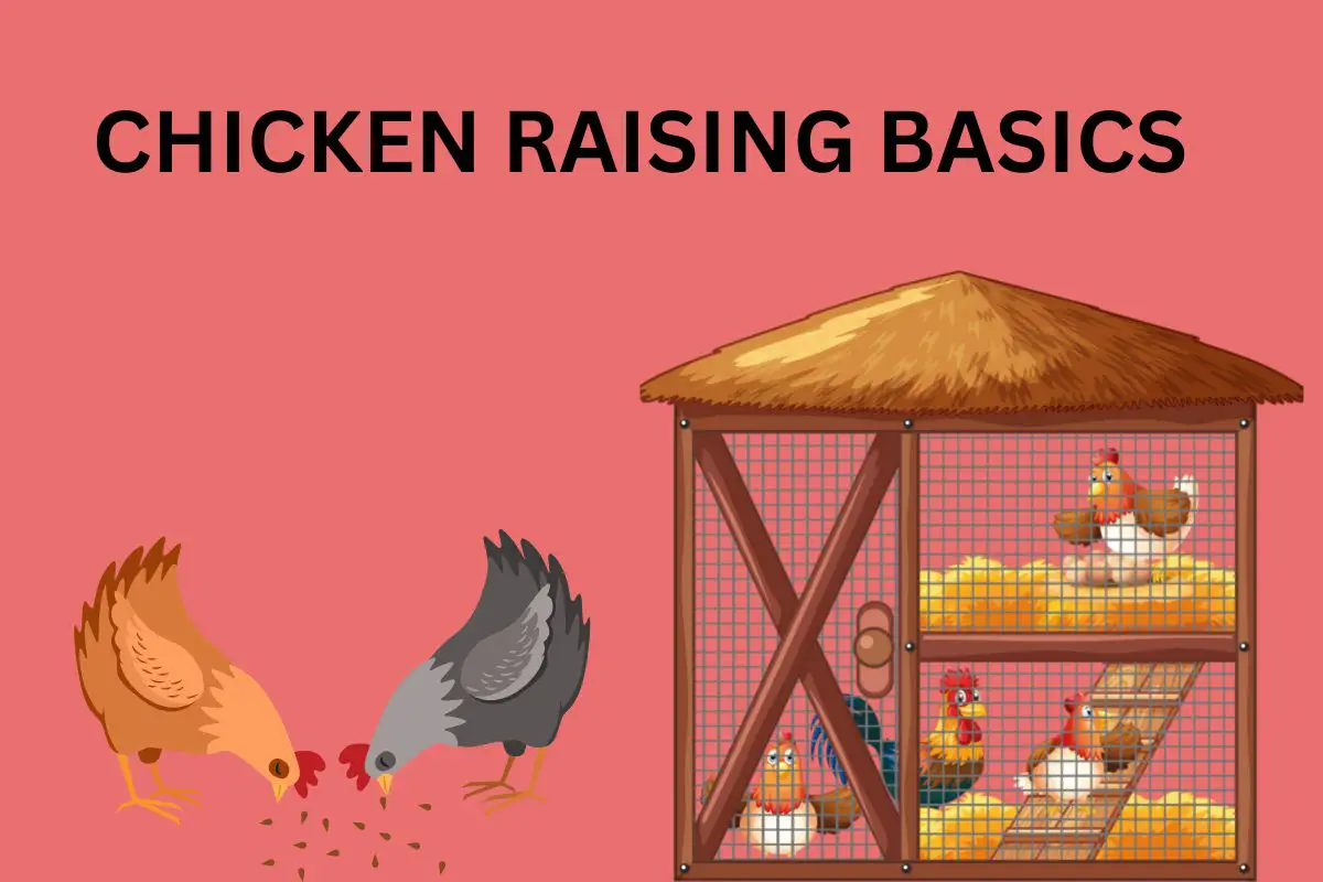 chicken raising basics